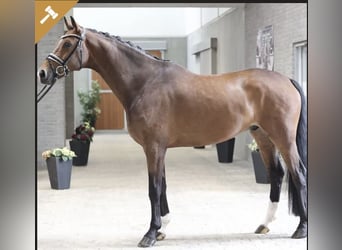 Hannoveriano, Caballo castrado, 7 años, 172 cm, Castaño