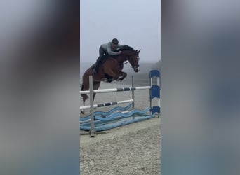 Hannoveriano, Caballo castrado, 7 años, 172 cm, Castaño