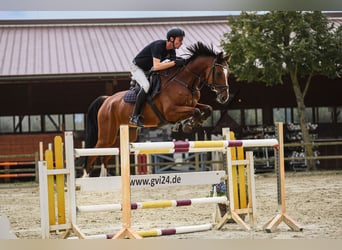 Hannoveriano, Caballo castrado, 7 años, 172 cm, Castaño