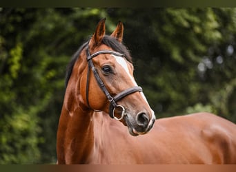 Hannoveriano, Caballo castrado, 7 años, 172 cm, Castaño