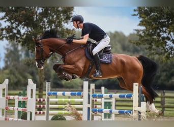 Hannoveriano, Caballo castrado, 7 años, 172 cm, Castaño