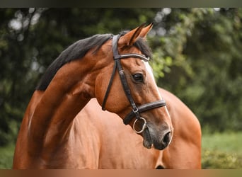 Hannoveriano, Caballo castrado, 7 años, 172 cm, Castaño