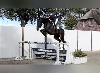 Hannoveriano, Caballo castrado, 7 años, 172 cm, Castaño oscuro