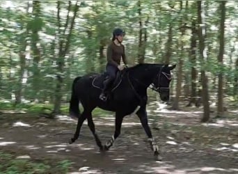 Hannoveriano, Caballo castrado, 7 años, 172 cm, Morcillo