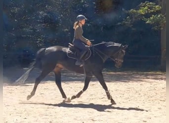 Hannoveriano, Caballo castrado, 7 años, 172 cm, Morcillo