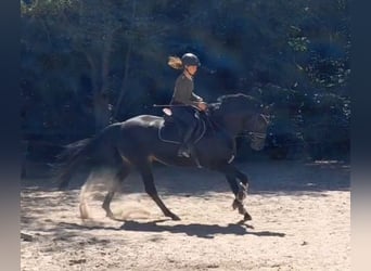 Hannoveriano, Caballo castrado, 7 años, 172 cm, Morcillo