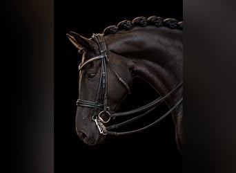 Hannoveriano, Caballo castrado, 7 años, 172 cm, Morcillo