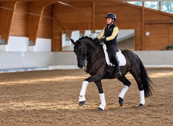 Hannoveriano, Caballo castrado, 7 años, 172 cm, Morcillo