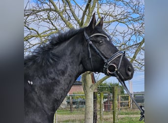 Hannoveriano, Caballo castrado, 7 años, 172 cm, Negro