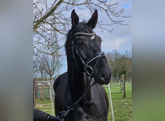 Hannoveriano, Caballo castrado, 7 años, 172 cm, Negro