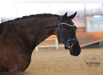 Hannoveriano, Caballo castrado, 7 años, 172 cm, Negro
