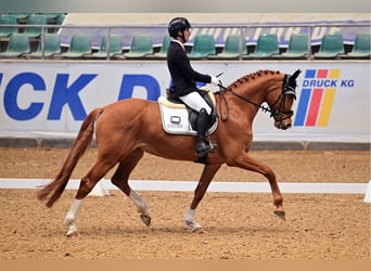 Hannoveriano, Caballo castrado, 7 años, 173 cm, Alazán