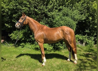 Hannoveriano, Caballo castrado, 7 años, 173 cm, Alazán