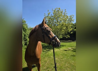 Hannoveriano, Caballo castrado, 7 años, 173 cm, Alazán