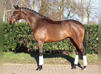 Hannoveriano, Caballo castrado, 7 años, 173 cm, Castaño