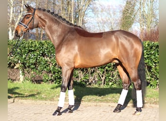 Hannoveriano, Caballo castrado, 7 años, 173 cm, Castaño