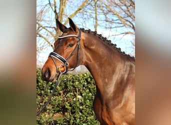 Hannoveriano, Caballo castrado, 7 años, 173 cm, Castaño
