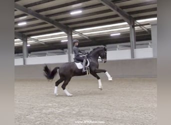 Hannoveriano, Caballo castrado, 7 años, 173 cm, Castaño oscuro