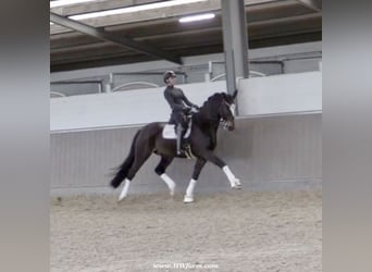 Hannoveriano, Caballo castrado, 7 años, 173 cm, Castaño oscuro