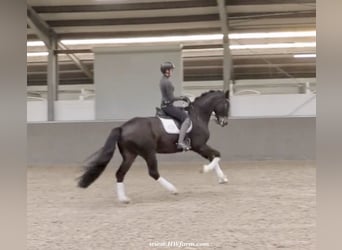 Hannoveriano, Caballo castrado, 7 años, 173 cm, Castaño oscuro