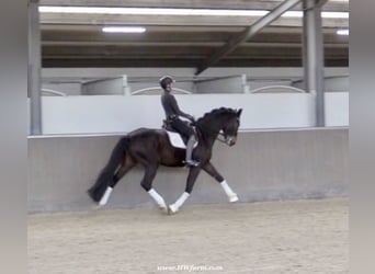 Hannoveriano, Caballo castrado, 7 años, 173 cm, Castaño oscuro