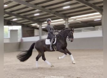 Hannoveriano, Caballo castrado, 7 años, 173 cm, Castaño oscuro