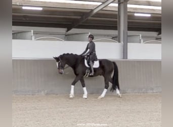 Hannoveriano, Caballo castrado, 7 años, 173 cm, Castaño oscuro