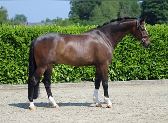 Hannoveriano, Caballo castrado, 7 años, 173 cm, Castaño oscuro