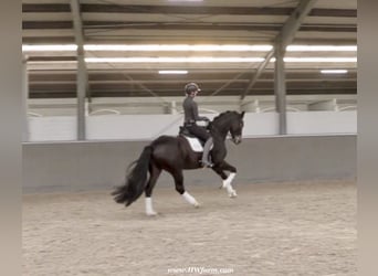 Hannoveriano, Caballo castrado, 7 años, 173 cm, Castaño oscuro