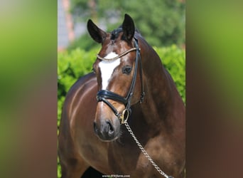 Hannoveriano, Caballo castrado, 7 años, 173 cm, Castaño oscuro