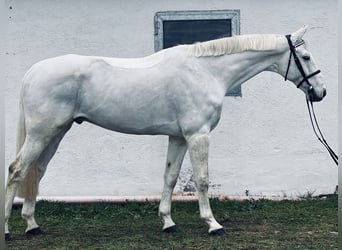 Hannoveriano, Caballo castrado, 7 años, 173 cm, Tordo