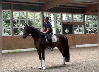 Hannoveriano, Caballo castrado, 7 años, 174 cm, Castaño
