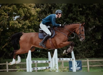 Hannoveriano, Caballo castrado, 7 años, 174 cm, Castaño