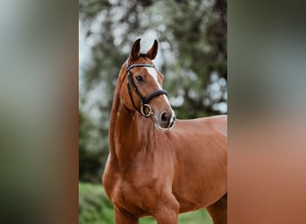 Hannoveriano, Caballo castrado, 7 años, 174 cm, Castaño