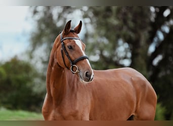 Hannoveriano, Caballo castrado, 7 años, 174 cm, Castaño