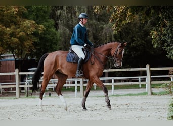 Hannoveriano, Caballo castrado, 7 años, 174 cm, Castaño