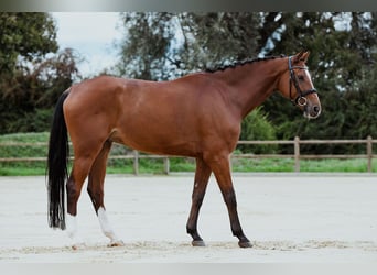 Hannoveriano, Caballo castrado, 7 años, 174 cm, Castaño