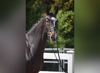 Hannoveriano, Caballo castrado, 7 años, 174 cm, Castaño oscuro