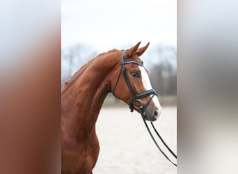 Hannoveriano, Caballo castrado, 7 años, 175 cm, Alazán