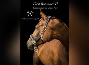 Hannoveriano, Caballo castrado, 7 años, 175 cm, Alazán-tostado