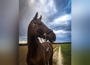 Hannoveriano, Caballo castrado, 7 años, 175 cm, Alazán-tostado