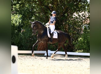 Hannoveriano, Caballo castrado, 7 años, 176 cm, Negro