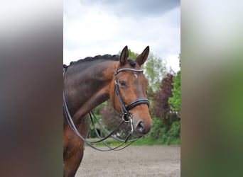 Hannoveriano, Caballo castrado, 7 años, 177 cm, Castaño