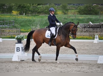 Hannoveriano, Caballo castrado, 7 años, 177 cm, Castaño
