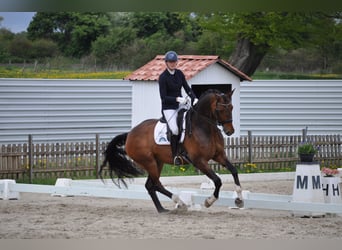 Hannoveriano, Caballo castrado, 7 años, 177 cm, Castaño