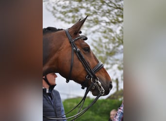 Hannoveriano, Caballo castrado, 7 años, 177 cm, Castaño