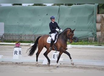 Hannoveriano, Caballo castrado, 7 años, 177 cm, Castaño