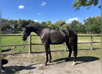 Hannoveriano, Caballo castrado, 7 años, 177 cm, Negro
