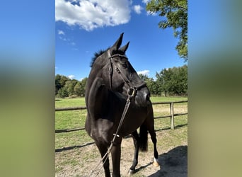 Hannoveriano, Caballo castrado, 7 años, 177 cm, Negro