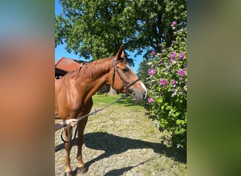 Hannoveriano, Caballo castrado, 7 años, 178 cm, Alazán